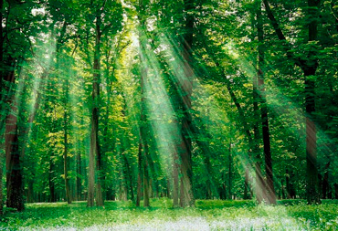 Бережём природу