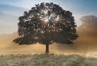 Напольное покрытие Kährs