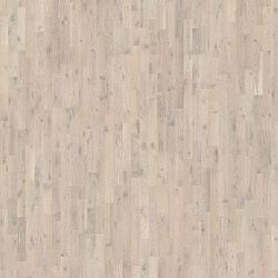 Ракушка    SHELL